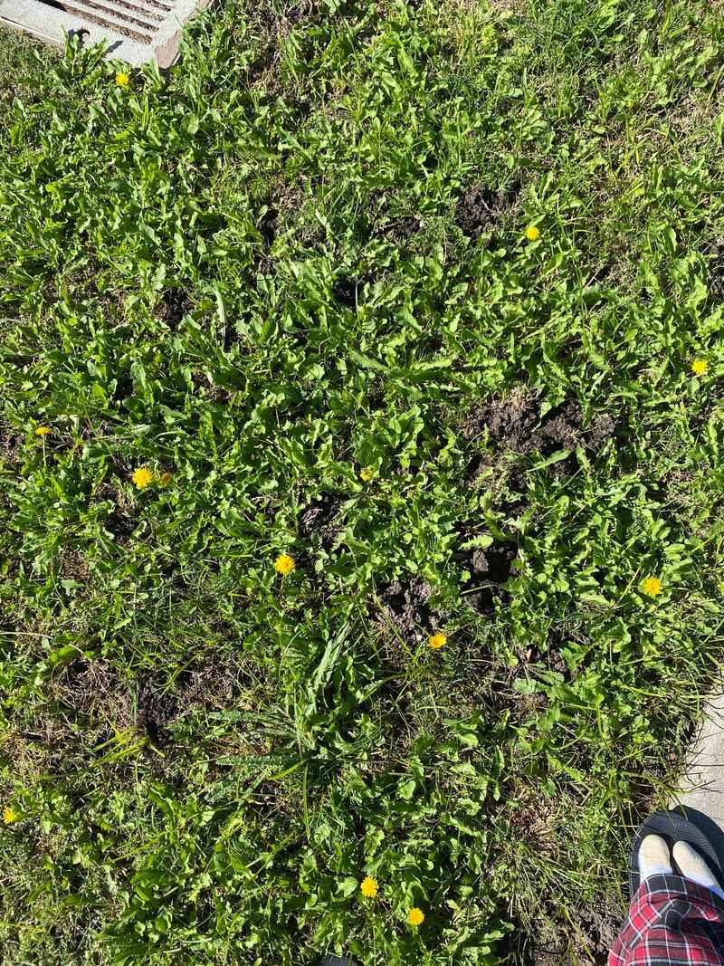 Irrigated Turf Keeps Roots Tender And Easy To Find Irrigated Turf Keeps Roots Tender And Easy To Find