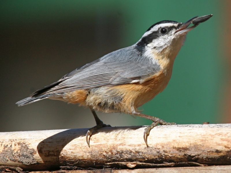 Irruptions Can Send More Nuthatches Into Ohio Yards