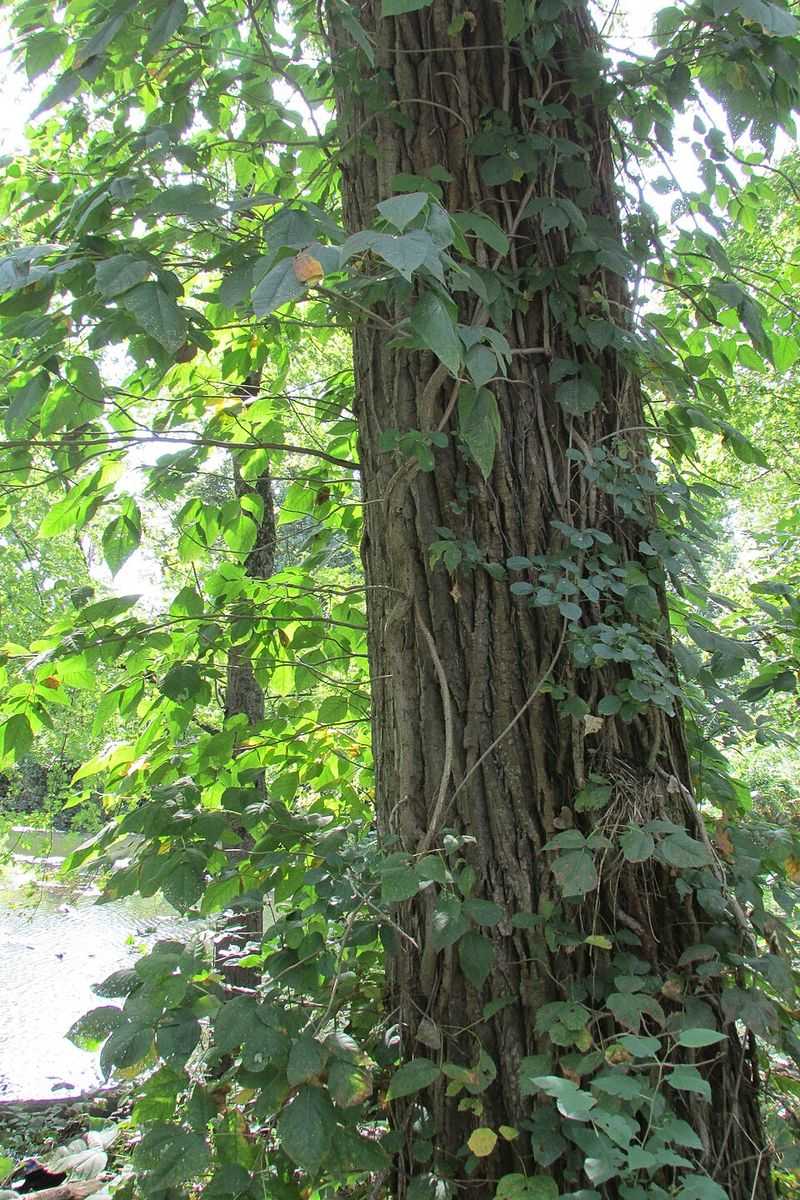 Is Poison Ivy The Scarlet Vine On Your Fence Is Poison Ivy The Scarlet Vine On Your Fence