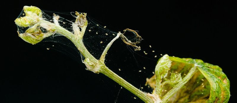 Is That Arizona Web Actually Spider-Mite Damage? Is That Arizona Web Actually Spider-Mite Damage?