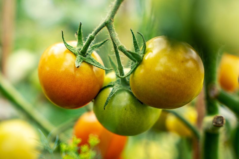 Is the tomato actually mature enough to turn red?