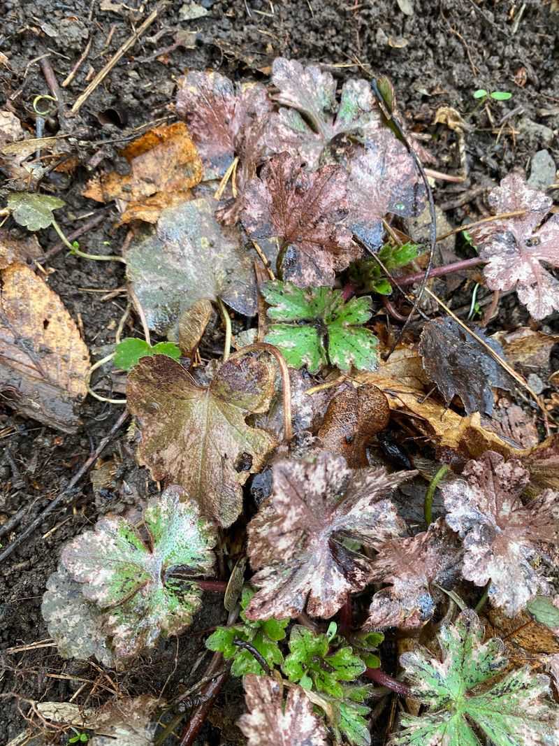 Island Alum Root Blooms Tall Above Rounded Leaves