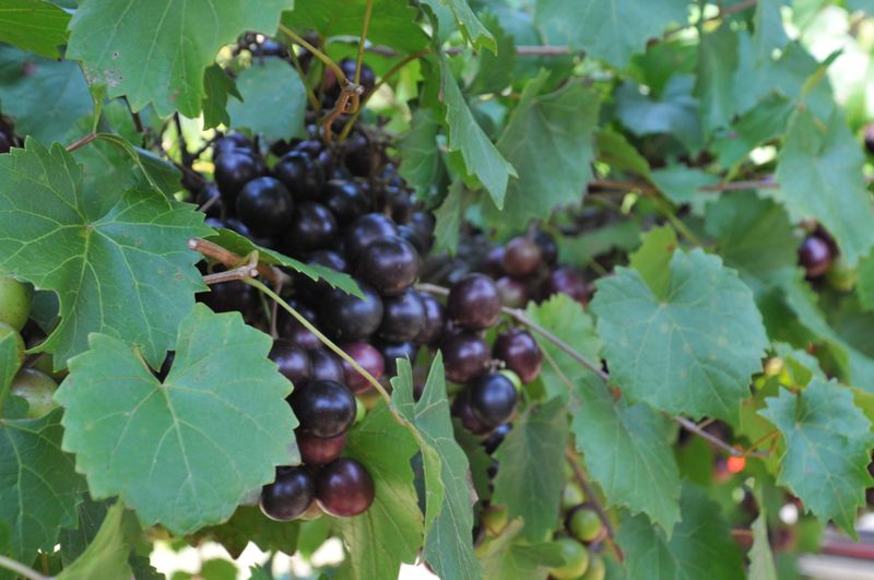 Ison's Muscadine Brings Large Grapes To Trellises Ison's Muscadine Brings Large Grapes To Trellises