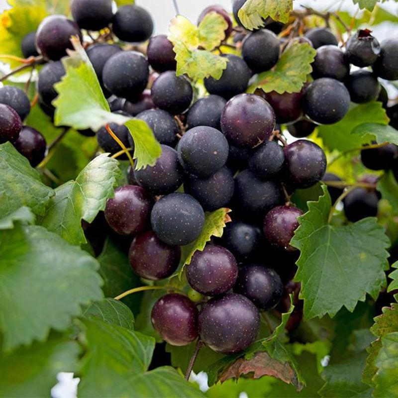 Ison’s Muscadine Stands Out With Large Dark Berries In Early To Midseason Ison’s Muscadine Stands Out With Large Dark Berries In Early To Midseason
