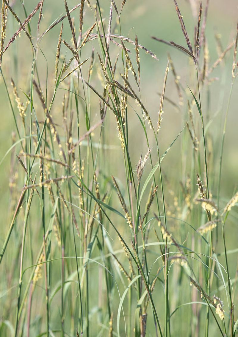 It Adds Native Beauty To Landscapes It Adds Native Beauty To Landscapes