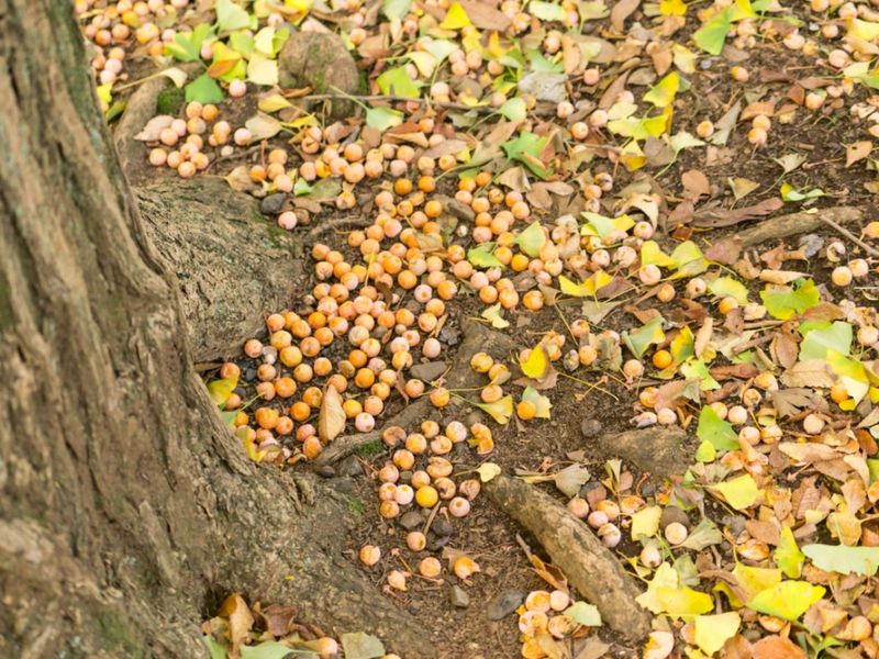 It Can Create A Messy, Smelly Garden Area It Can Create A Messy, Smelly Garden Area