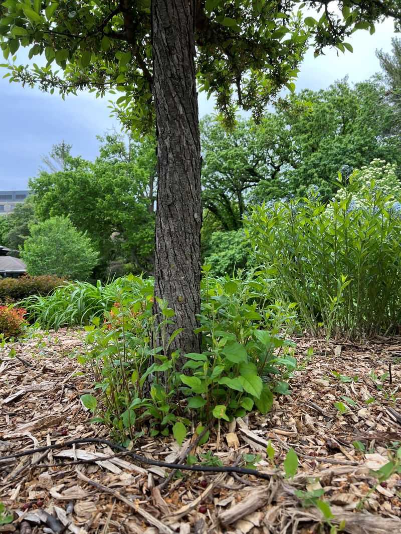It Can Encourage Unwanted Seedlings It Can Encourage Unwanted Seedlings