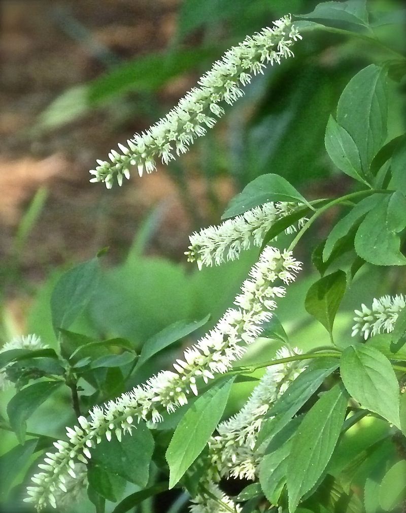 It Can Handle More Sun Than Many Wetland Shrubs It Can Handle More Sun Than Many Wetland Shrubs
