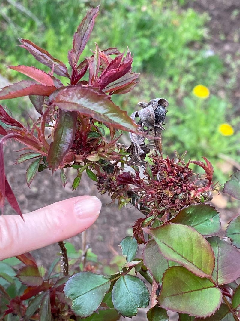 It Can Host Rose Rosette Disease