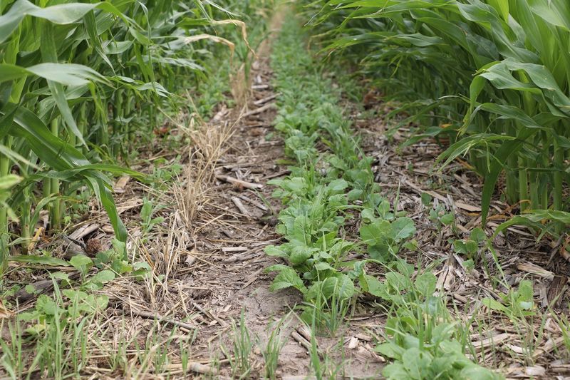 It Can Return From Infected Plant Debris