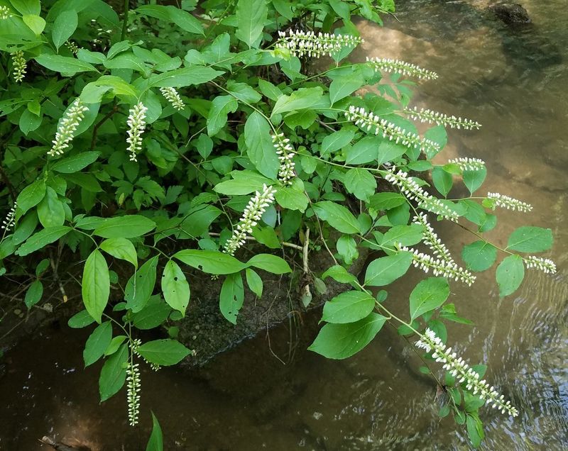 It Can Spread By Root Suckers It Can Spread By Root Suckers