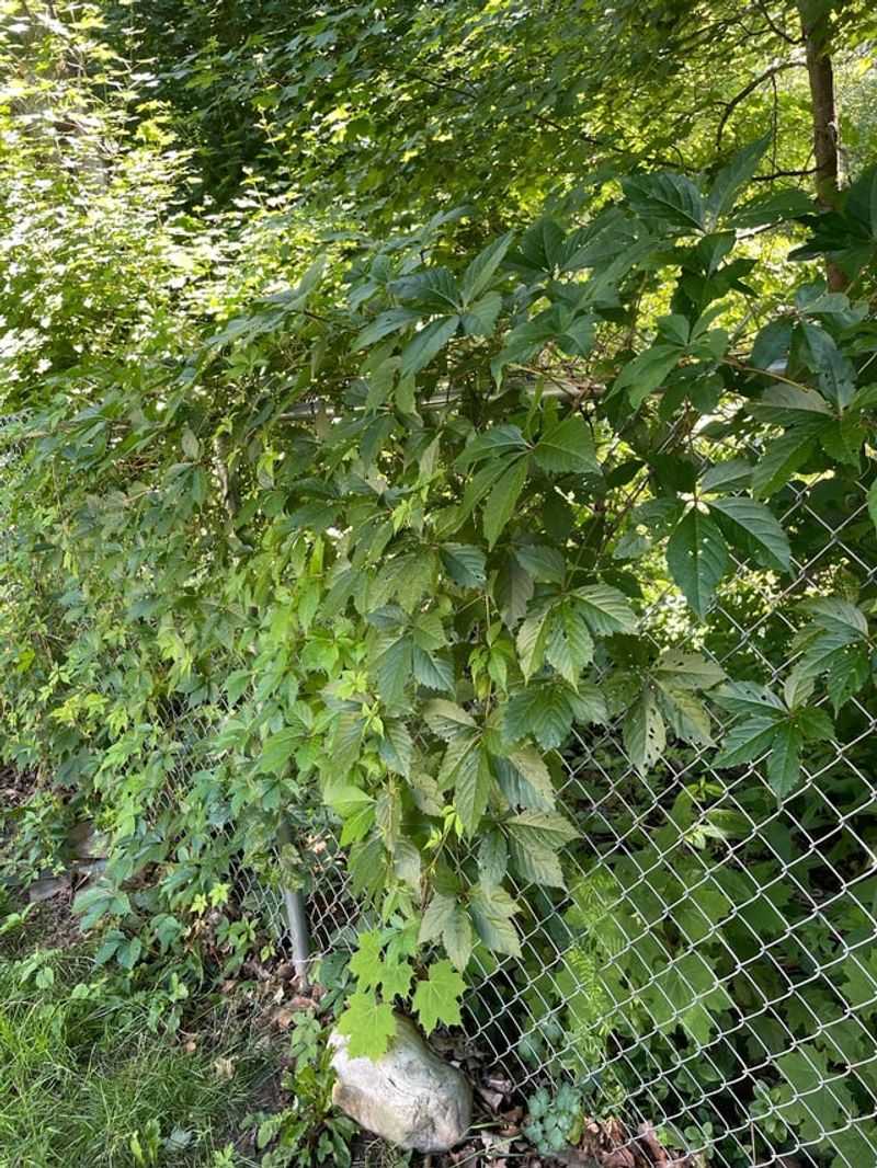 It Climbs Chain-Link Without Any Help It Climbs Chain-Link Without Any Help