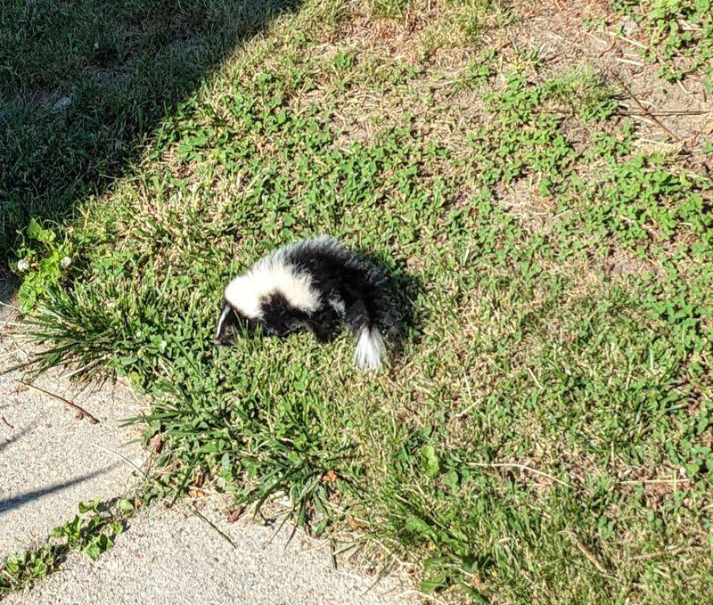 It Creates A Different Landscape Than Skunk-Friendly Lawns