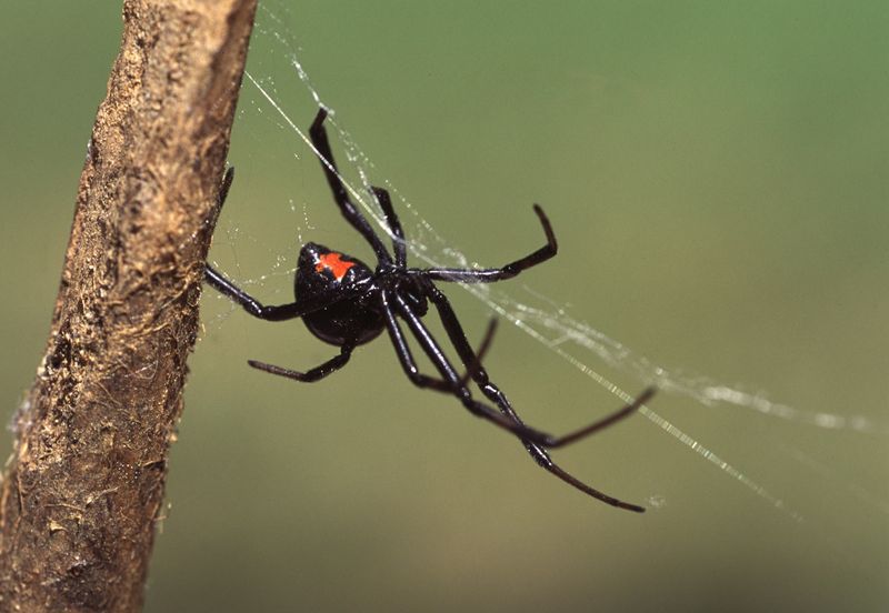 It Does Not Automatically Mean Your Home Is Infested