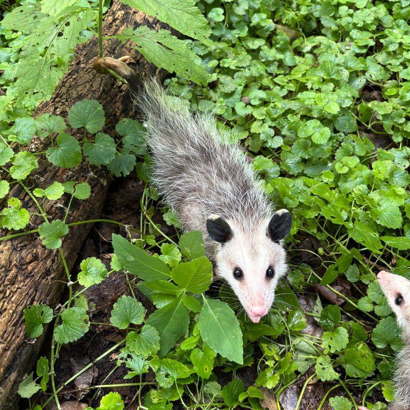 It Does Not Mean Your Yard Has A Pest Problem It Does Not Mean Your Yard Has A Pest Problem