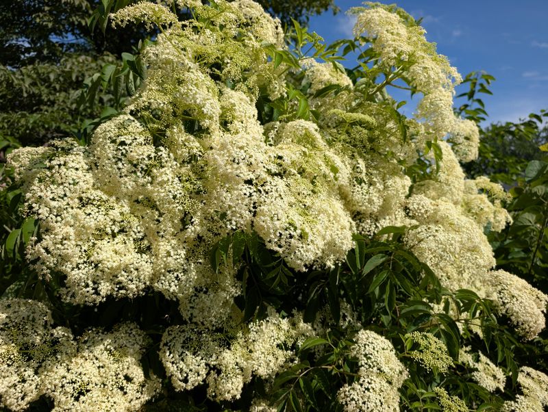 It Feeds Bees And Other Pollinators It Feeds Bees And Other Pollinators
