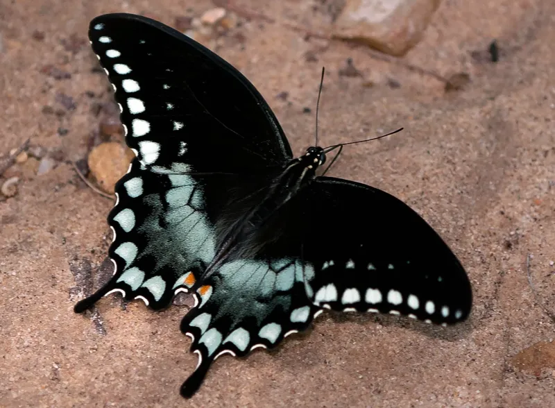 It Feeds The Beautiful Spicebush Swallowtail Butterfly It Feeds The Beautiful Spicebush Swallowtail Butterfly