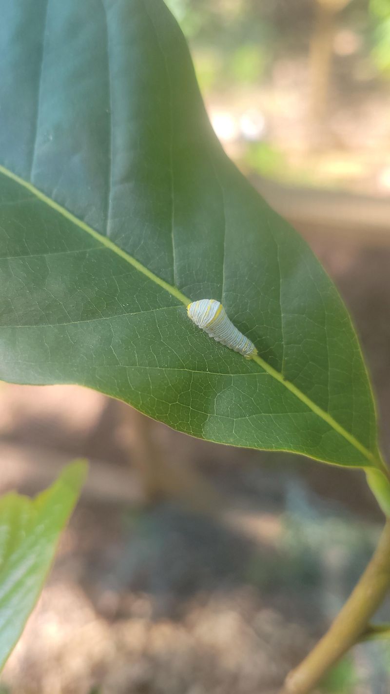 It Feeds Zebra Swallowtail Caterpillars