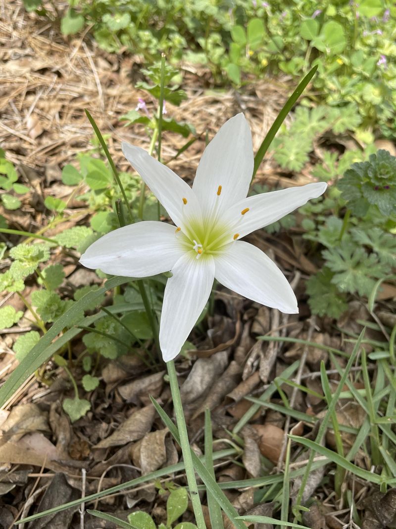 It Feels At Home In Partly Shaded Garden Beds