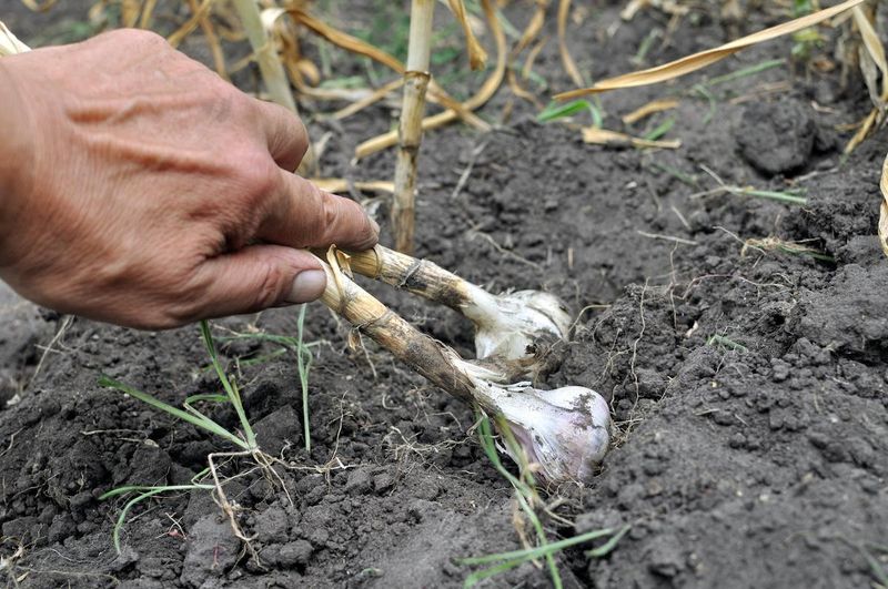 It Frees Up Space For Summer And Fall Crops It Frees Up Space For Summer And Fall Crops