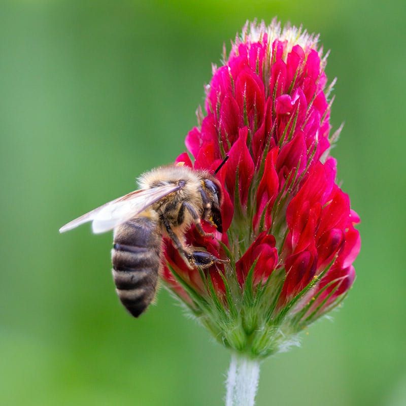 It Gives Pollinators An Early Spring Food Source