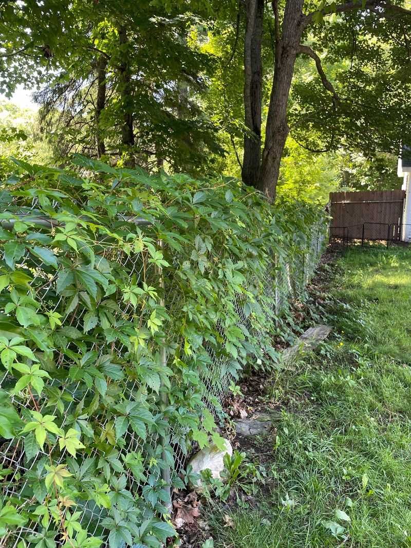 It Grows In Sun Or Shade It Grows In Sun Or Shade