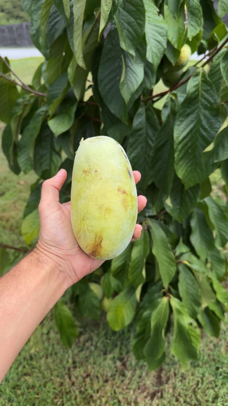 It Grows The Largest Native Fruit In America