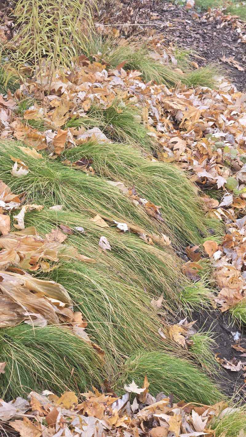 It Handles Dry Shade And Hungry Maple Roots
