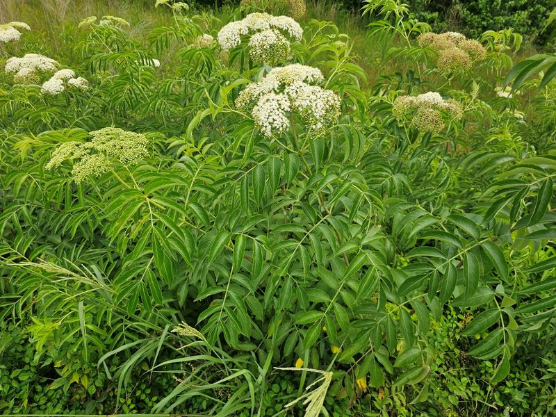 It Holds Soil Along Ditches And Banks It Holds Soil Along Ditches And Banks