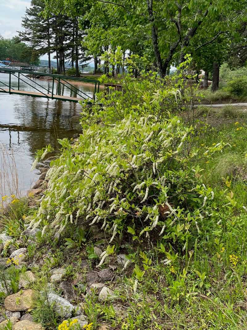 It Is Native Across North Carolina It Is Native Across North Carolina