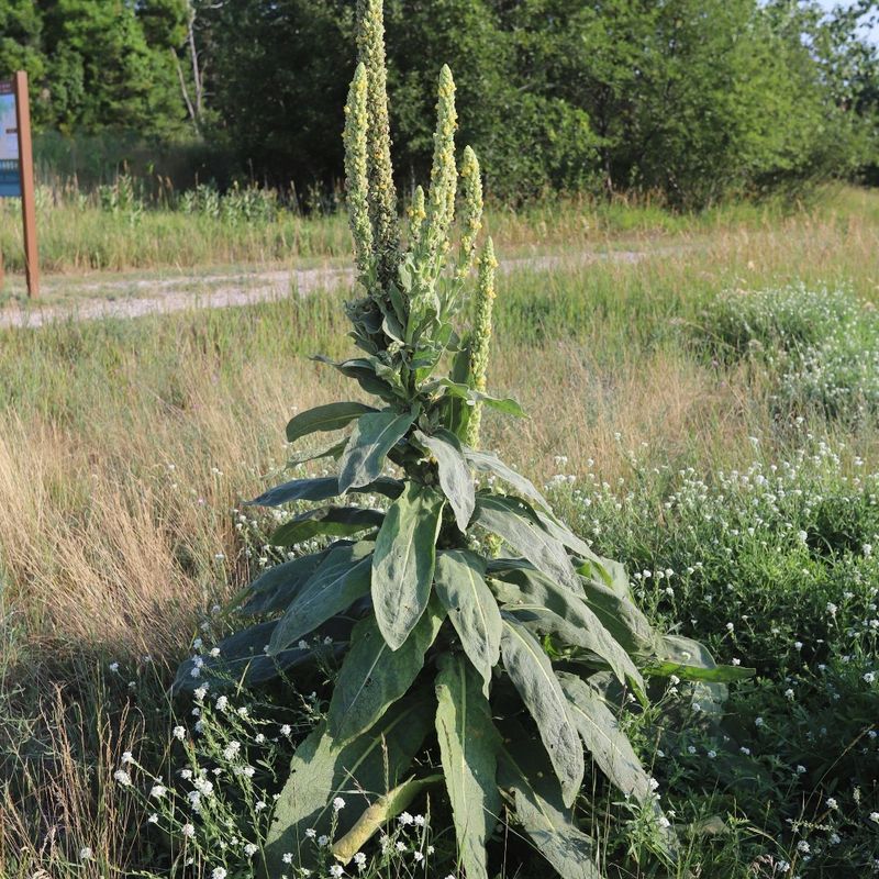 It Is Not A Native Michigan Wildflower It Is Not A Native Michigan Wildflower