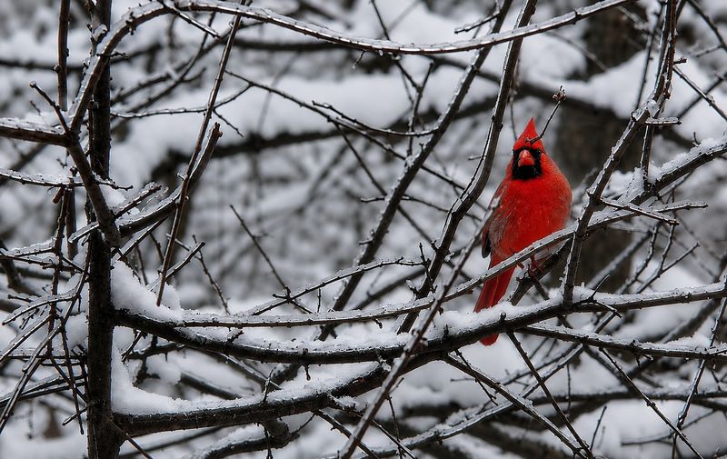 It Is Not A Sign Of An Upcoming Harsh Winter
