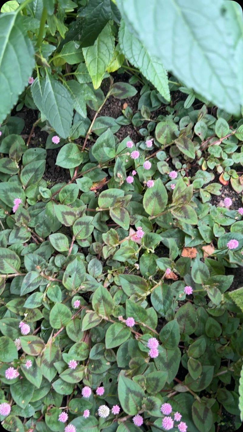 It Is Not A Sign That Your Lawn Is Dirty