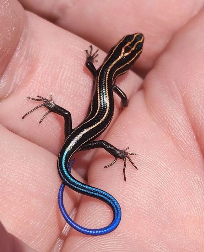 It May Be A Young Five-Lined Skink It May Be A Young Five-Lined Skink