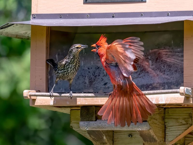 It May Be Defending A Feeding Area