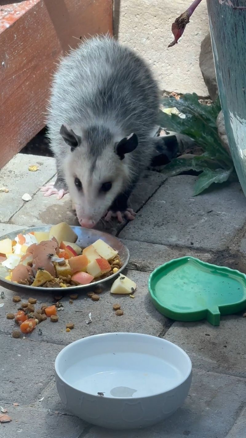 It May Be Looking For An Easy Meal It May Be Looking For An Easy Meal
