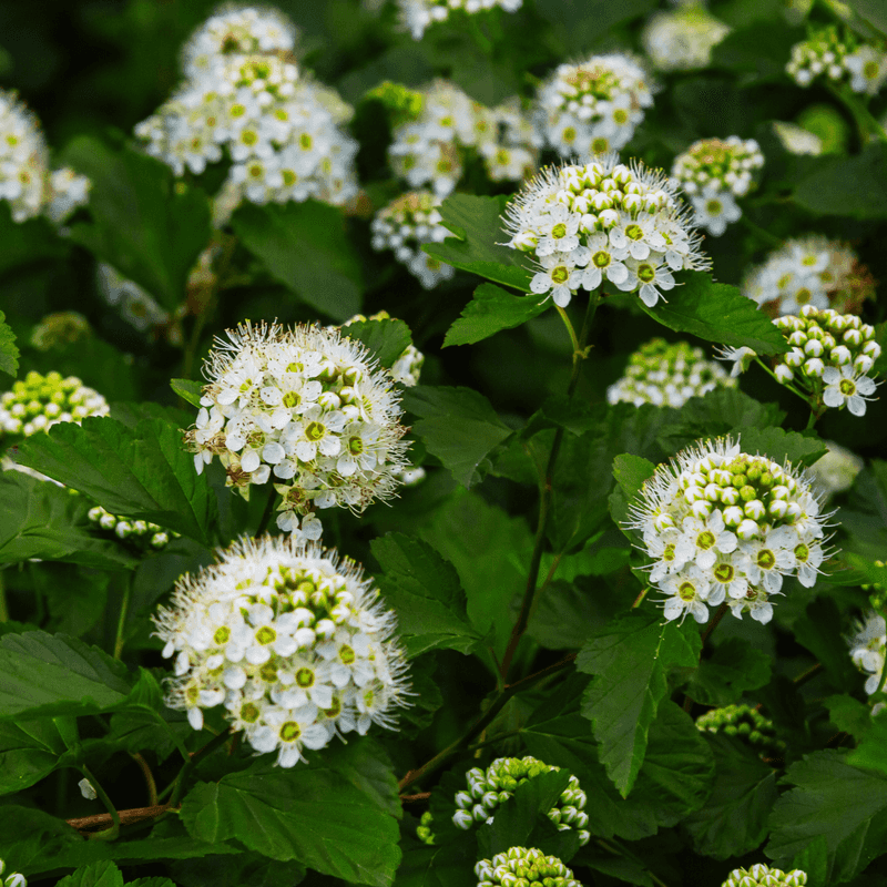 It Thrives In Pennsylvania's Climate