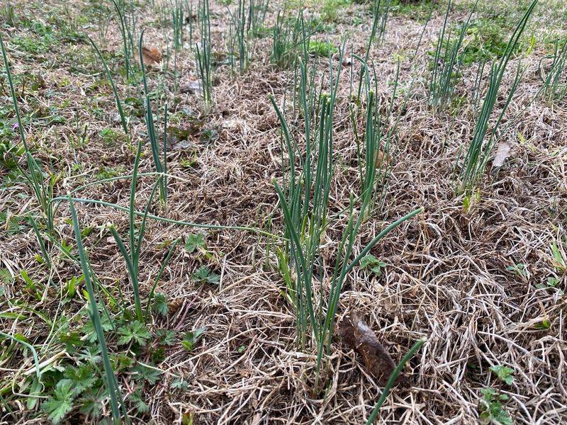 It Won't Stop Weeds Already Growing It Won't Stop Weeds Already Growing