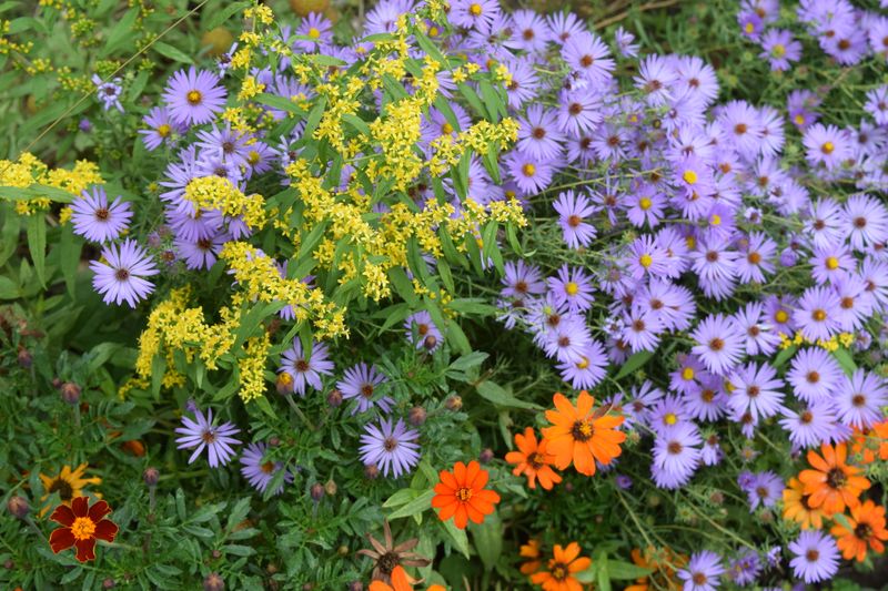 It Works Well Beside Other Native Plants