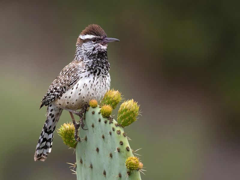 It can offer habitat value