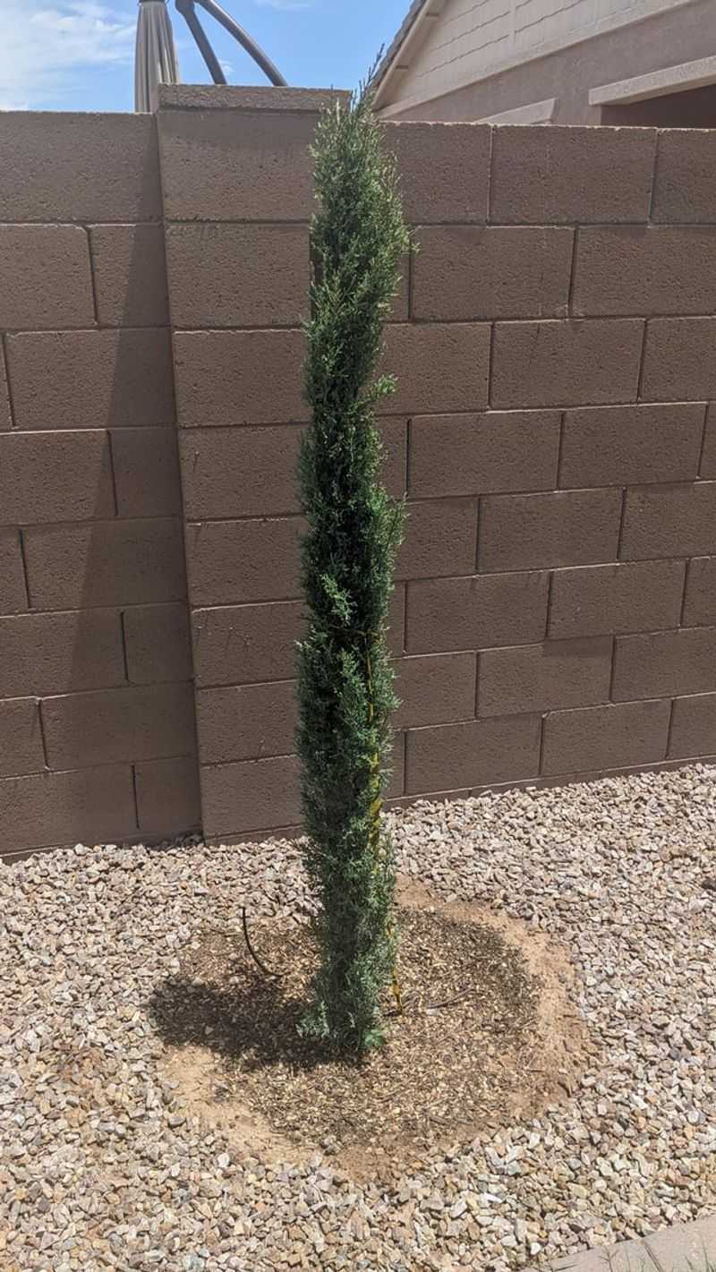 Italian Cypress Italian Cypress
