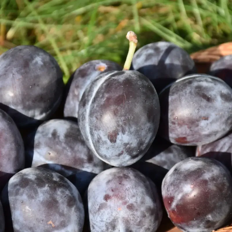 Italian Prune Plums In Short Supply