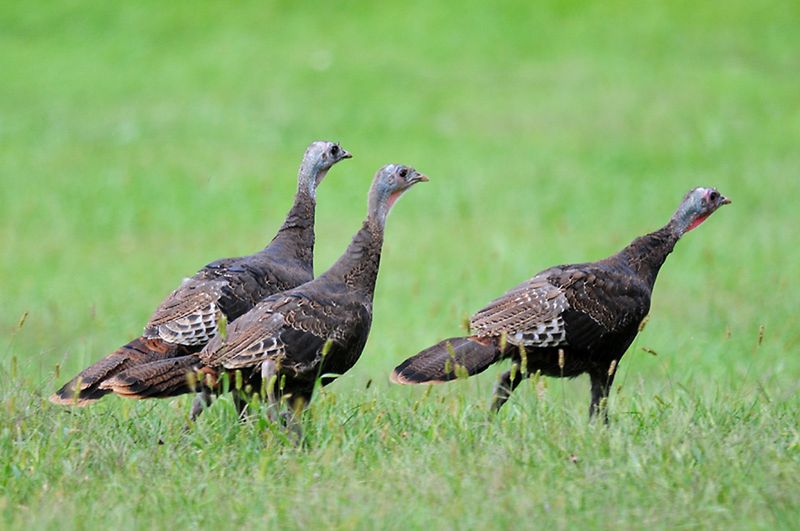 It's A Sign Of Pennsylvania's Conservation Success It's A Sign Of Pennsylvania's Conservation Success
