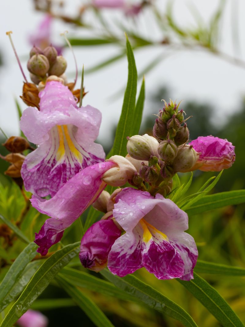Its Arizona Flowers Support Wildlife Its Arizona Flowers Support Wildlife