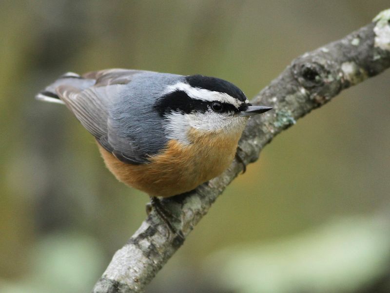 Its Arrival Can Signal A Shift In Seasonal Movement