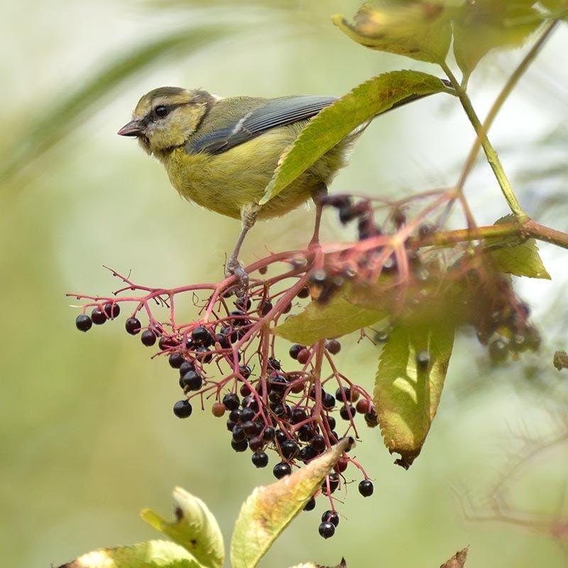 Its Berries Feed Pennsylvania Wildlife Its Berries Feed Pennsylvania Wildlife