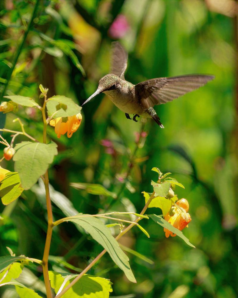 Its Blooming Season Overlaps With Fall Migration