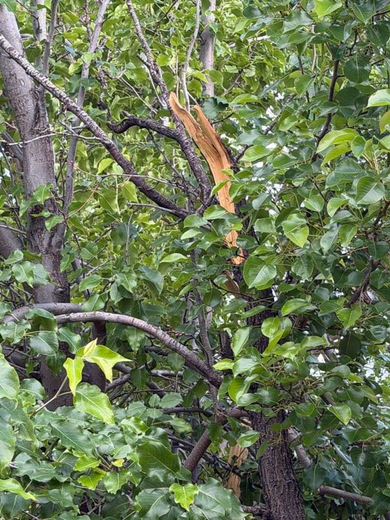 Its Branches Don't Split Apart In Storms