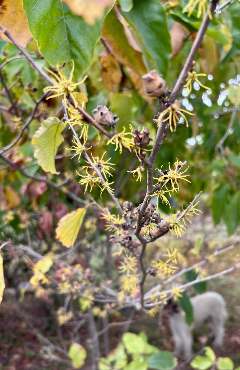 Its Branching Form Adds Structure Beyond The Blooming Season Its Branching Form Adds Structure Beyond The Blooming Season