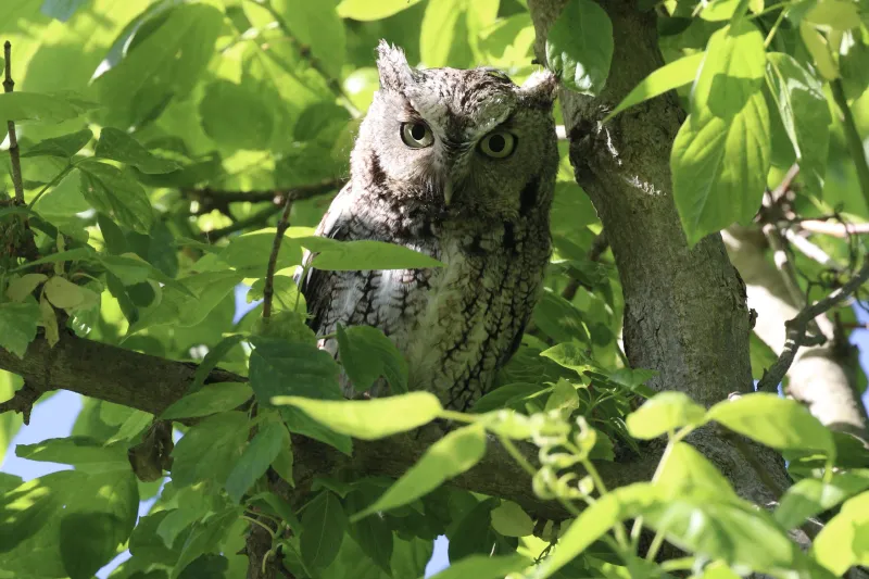Its Camouflage Makes Backyard Sightings Rare
